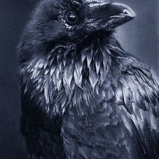 Схема вышивки «Ворон»