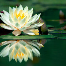 Схема вышивки «Лотос»