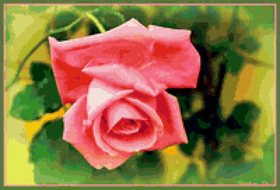 роза - цветы, цветок, розы, роза - предпросмотр