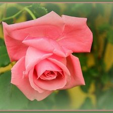 Схема вышивки «роза»