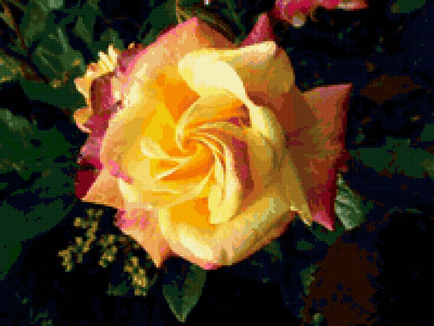 роза - розы, роза, цветок, цветы - предпросмотр