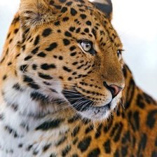 Схема вышивки «леопард»