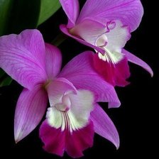 Схема вышивки «архидея»