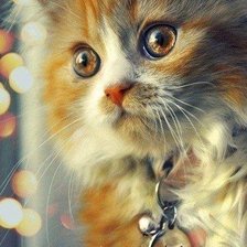 Схема вышивки «котэ»