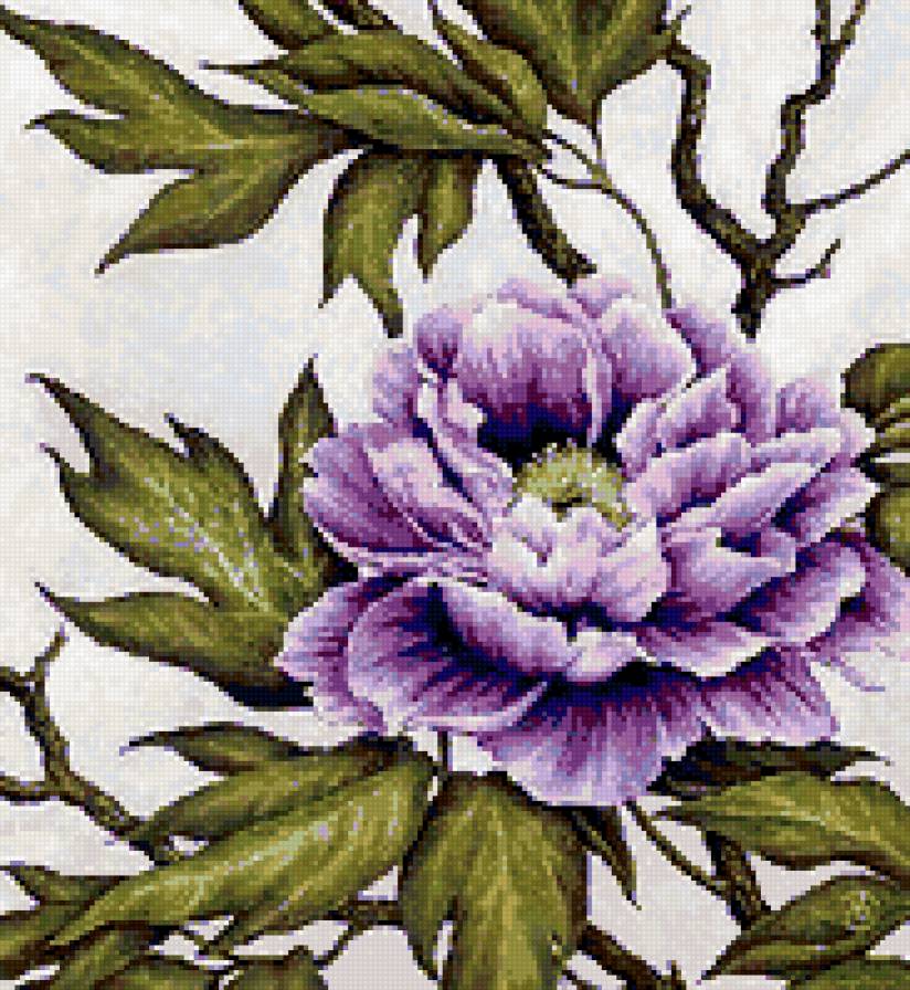 прекрасный пион - пион - предпросмотр