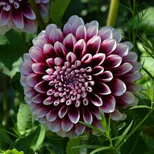 Схема вышивки «№369850»