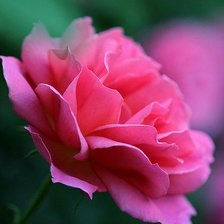 Схема вышивки «№370012»