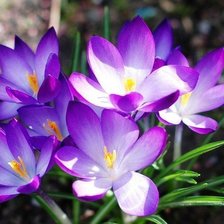 Схема вышивки «ж»