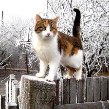 Схема вышивки «№370028»