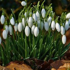 Схема вышивки «Подснежники»