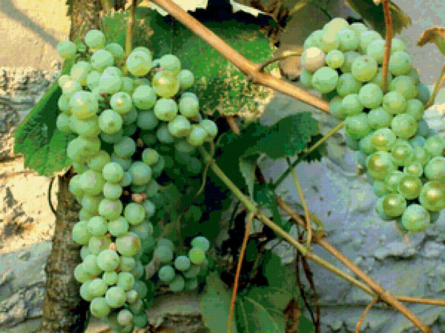 виноград - предпросмотр