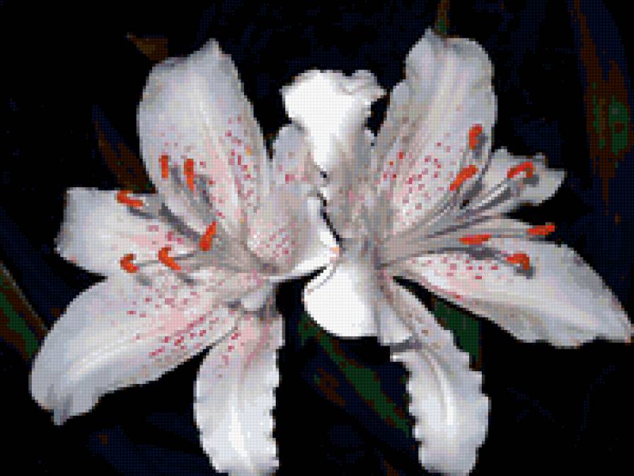 лилии - на черном, цветы, лилии - предпросмотр