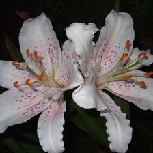 Схема вышивки «лилии»