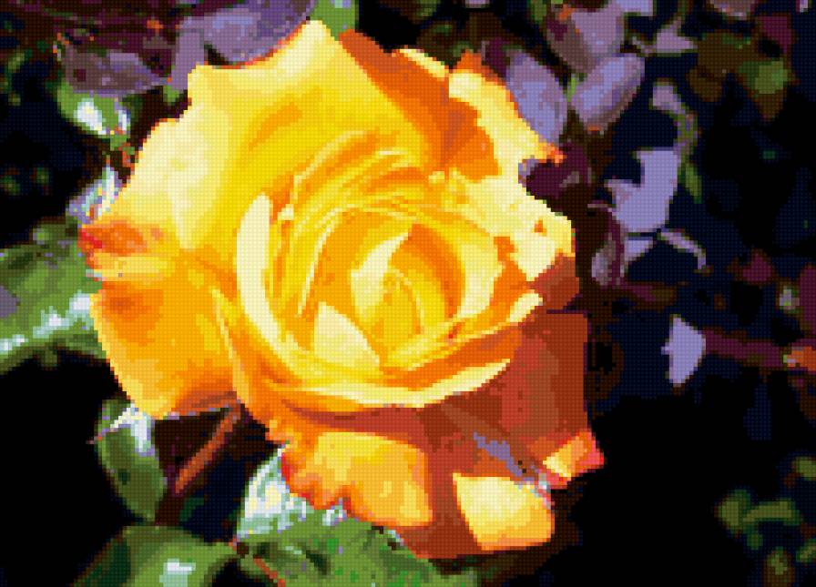 роза - цветы, цветок, роза, розы - предпросмотр