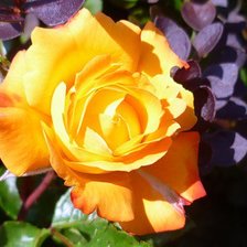 Схема вышивки «роза»