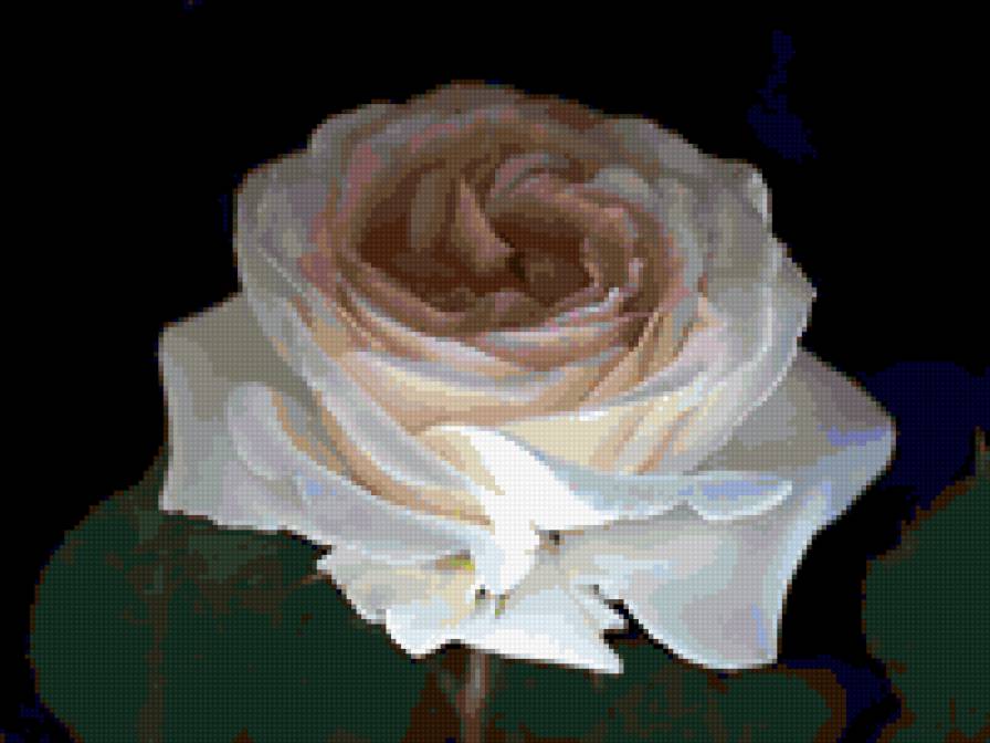 роза - цветок, роза, цветы, розы - предпросмотр