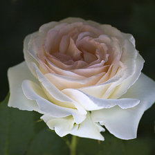 Схема вышивки «роза»