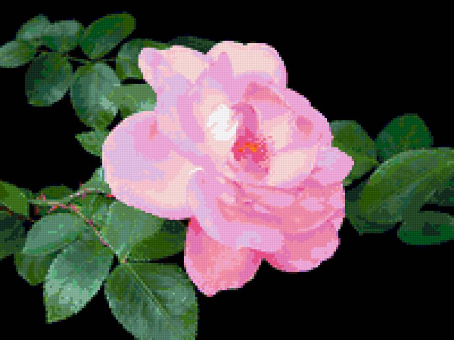 роза - роза, цветок, цветы, розы - предпросмотр