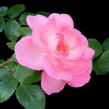 Схема вышивки «роза»