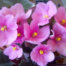 Схема вышивки «фиалки»