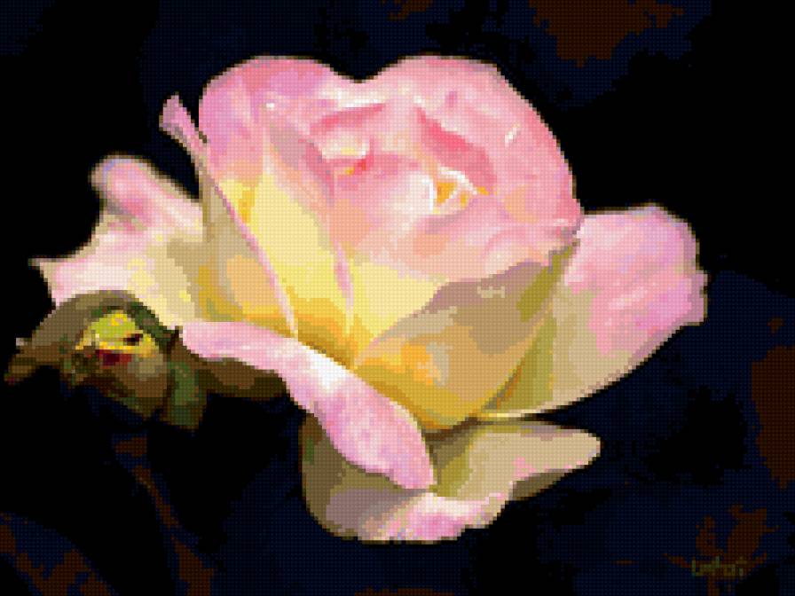 роза - роза, розы, цветы, цветок - предпросмотр