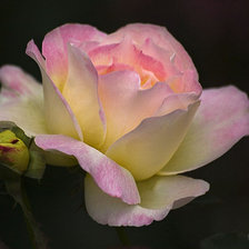 Схема вышивки «роза»