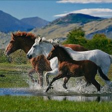 Схема вышивки «кони»