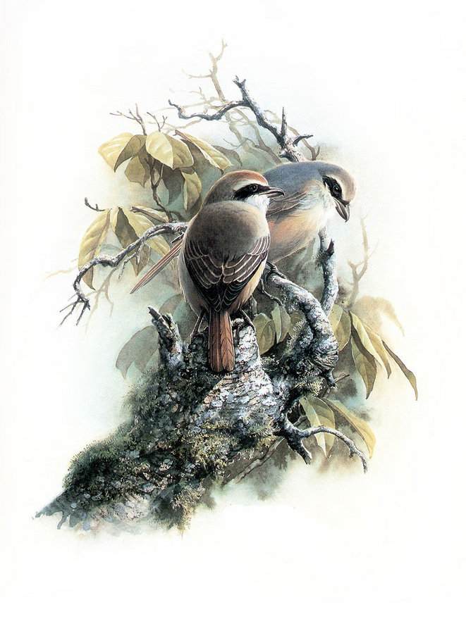 №370300 - птицы - оригинал