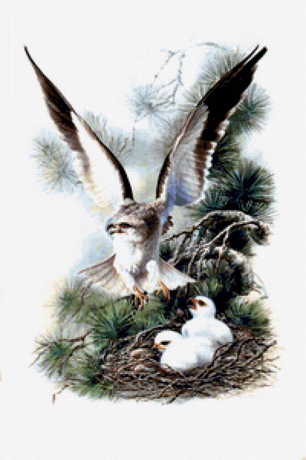 №370317 - птицы - предпросмотр