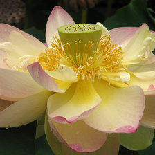 Схема вышивки «Лотос»