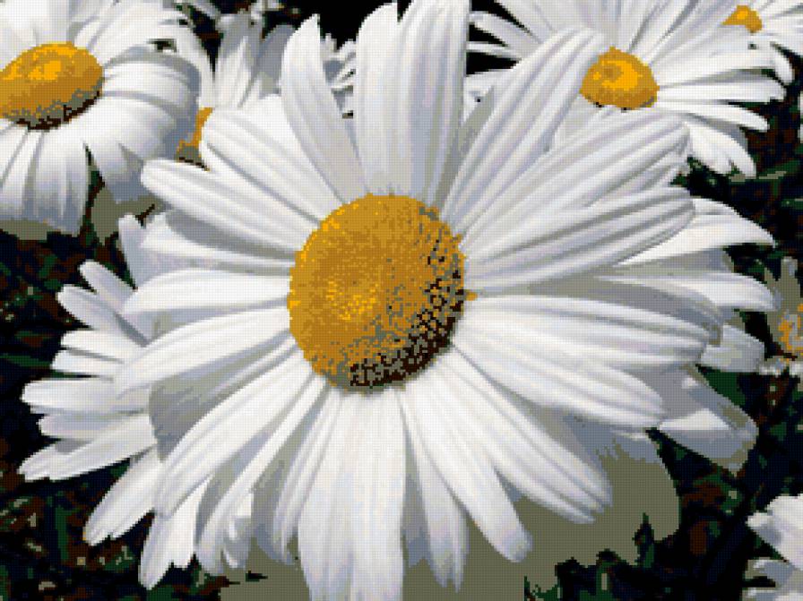 мои ромашки - предпросмотр