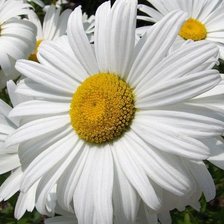 мои ромашки