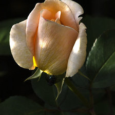 Схема вышивки «роза»