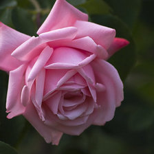 Схема вышивки «роза»