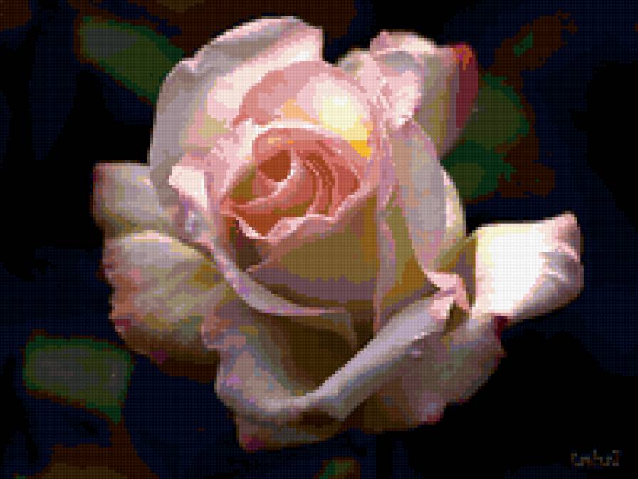 роза - цветы, роза, розы, цветок - предпросмотр