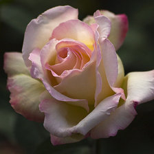 Схема вышивки «роза»