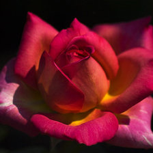 Схема вышивки «роза»