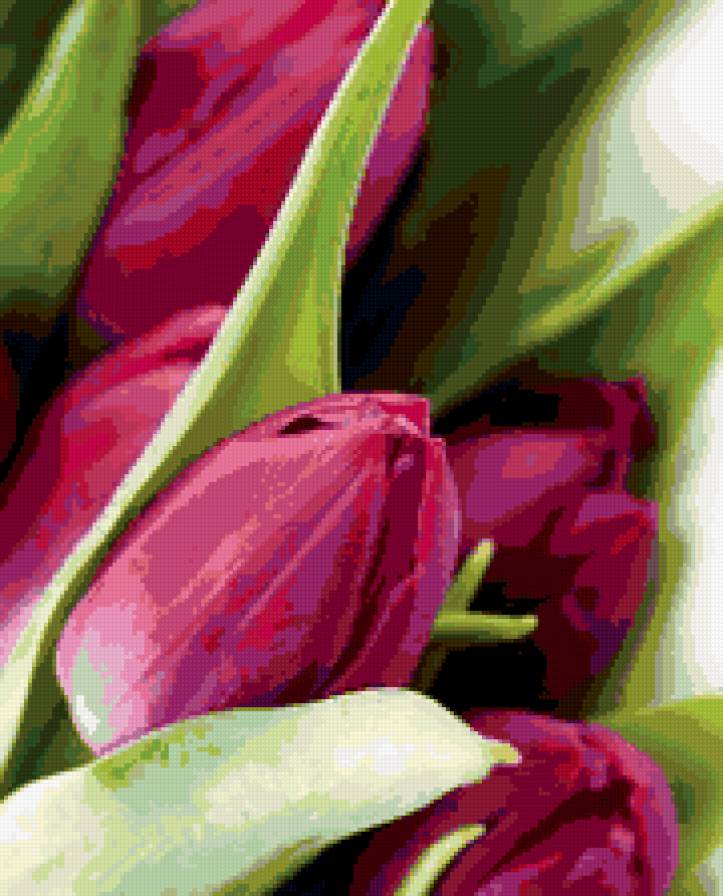 Тюльпаны - цветы - предпросмотр