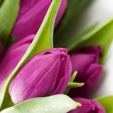 Схема вышивки «Тюльпаны»