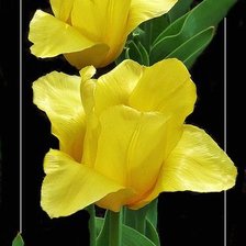 Схема вышивки «тюльпаны»