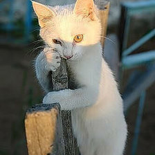 Схема вышивки «Где ж оно счастье?»