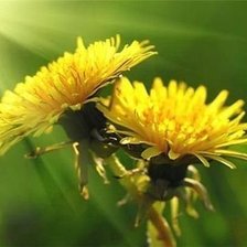 Схема вышивки «№370723»