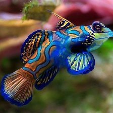 Схема вышивки «№370736»