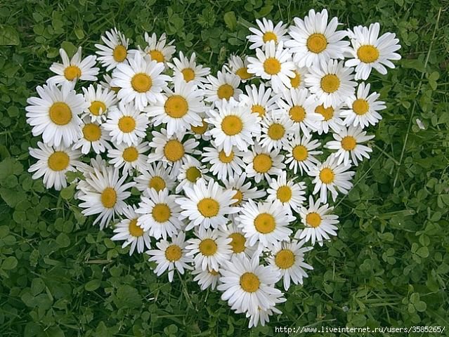 №370755 - оригинал