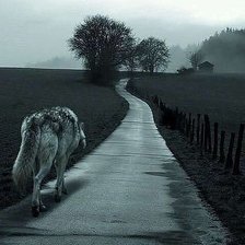 Схема вышивки «Одинокий волк»