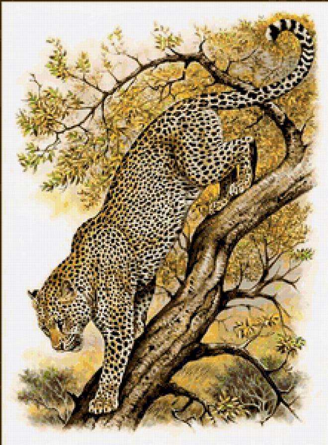 дикие животные - гепард - предпросмотр