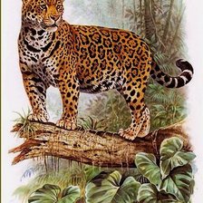 дикие животные