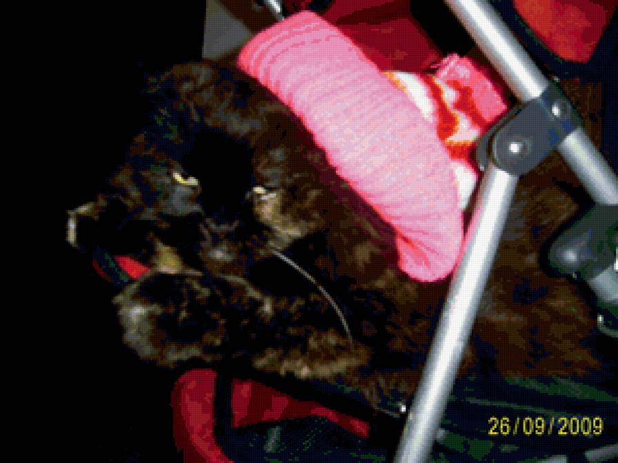 кошак - предпросмотр