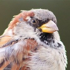 Схема вышивки «ПтичКо! на подушку»