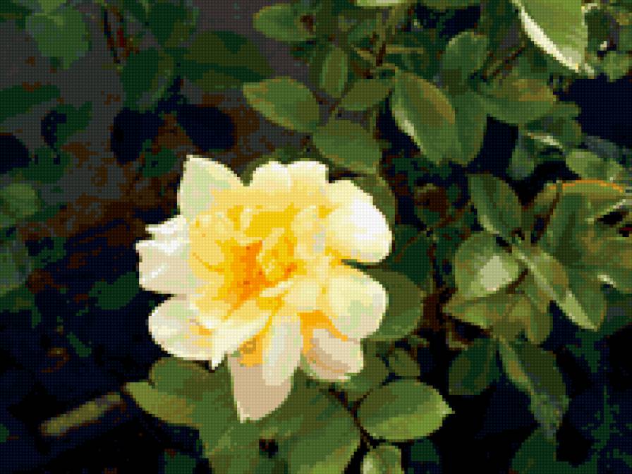 роза - розы, роза, цветок, цветы - предпросмотр